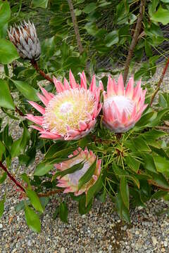 Imagem de Protea cynaroides (L.) L.