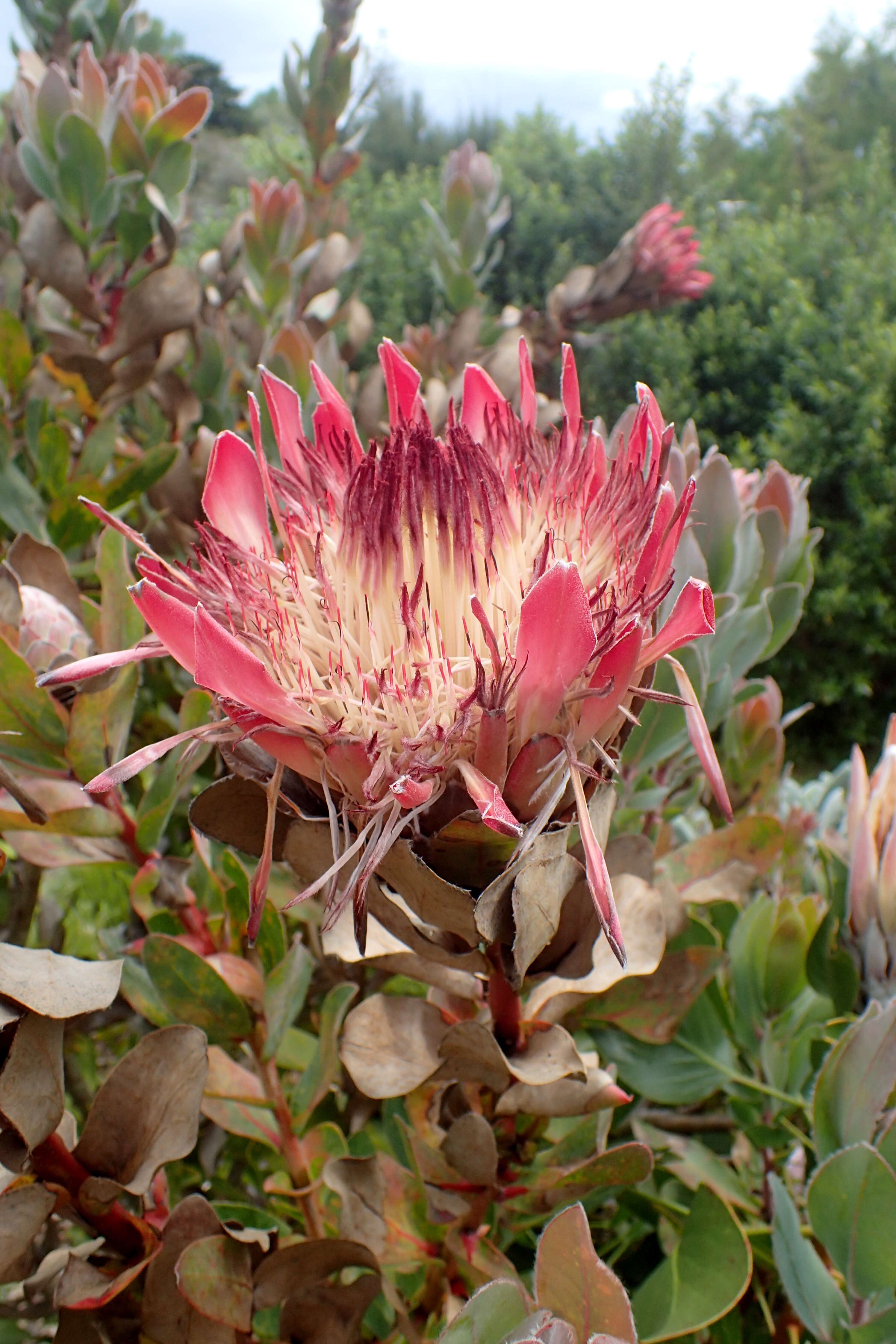 Imagem de Protea cynaroides (L.) L.