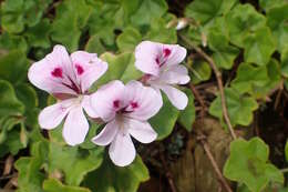 Image of Peltated Geranium