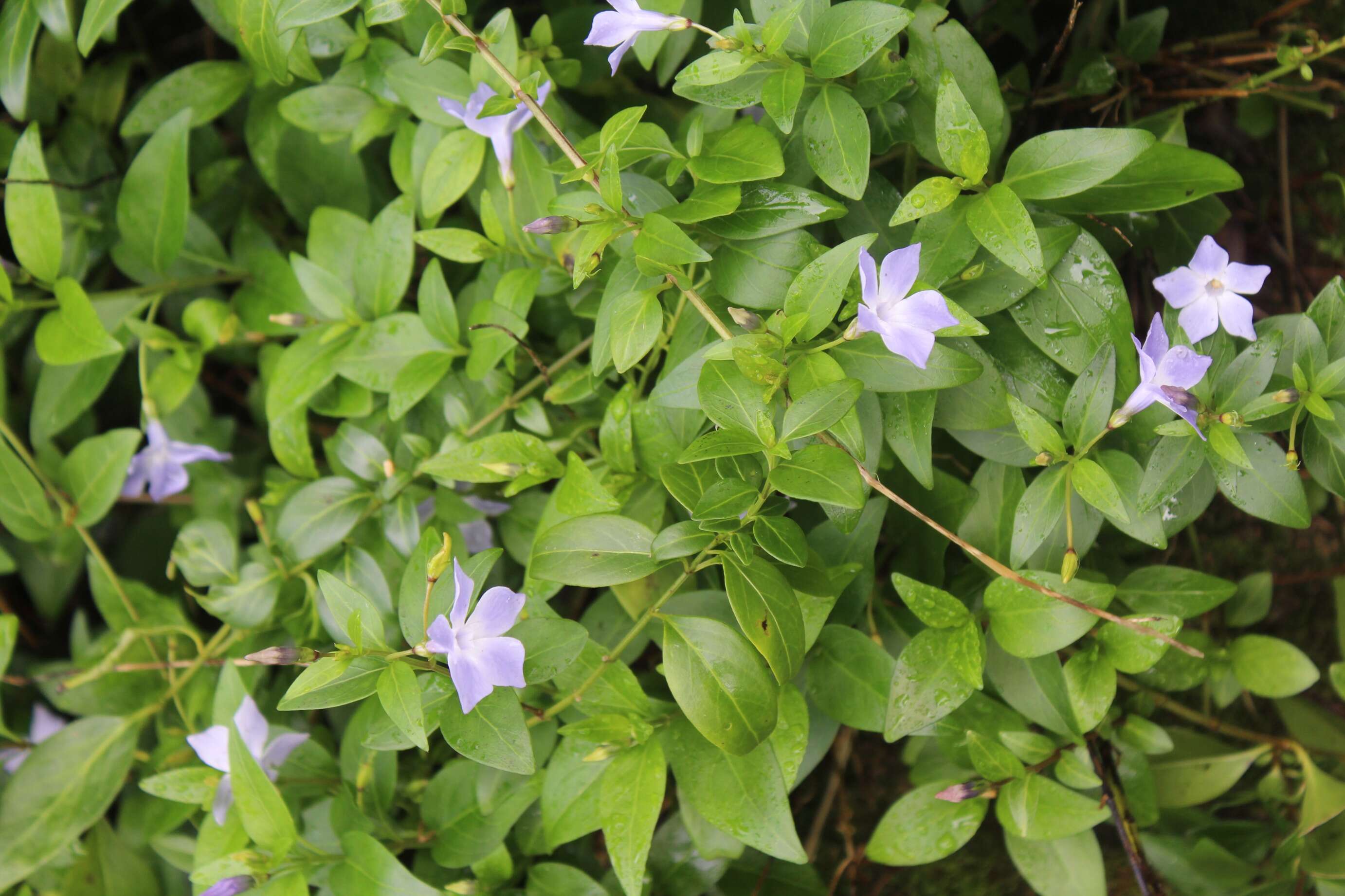 Image of Common Periwinkle