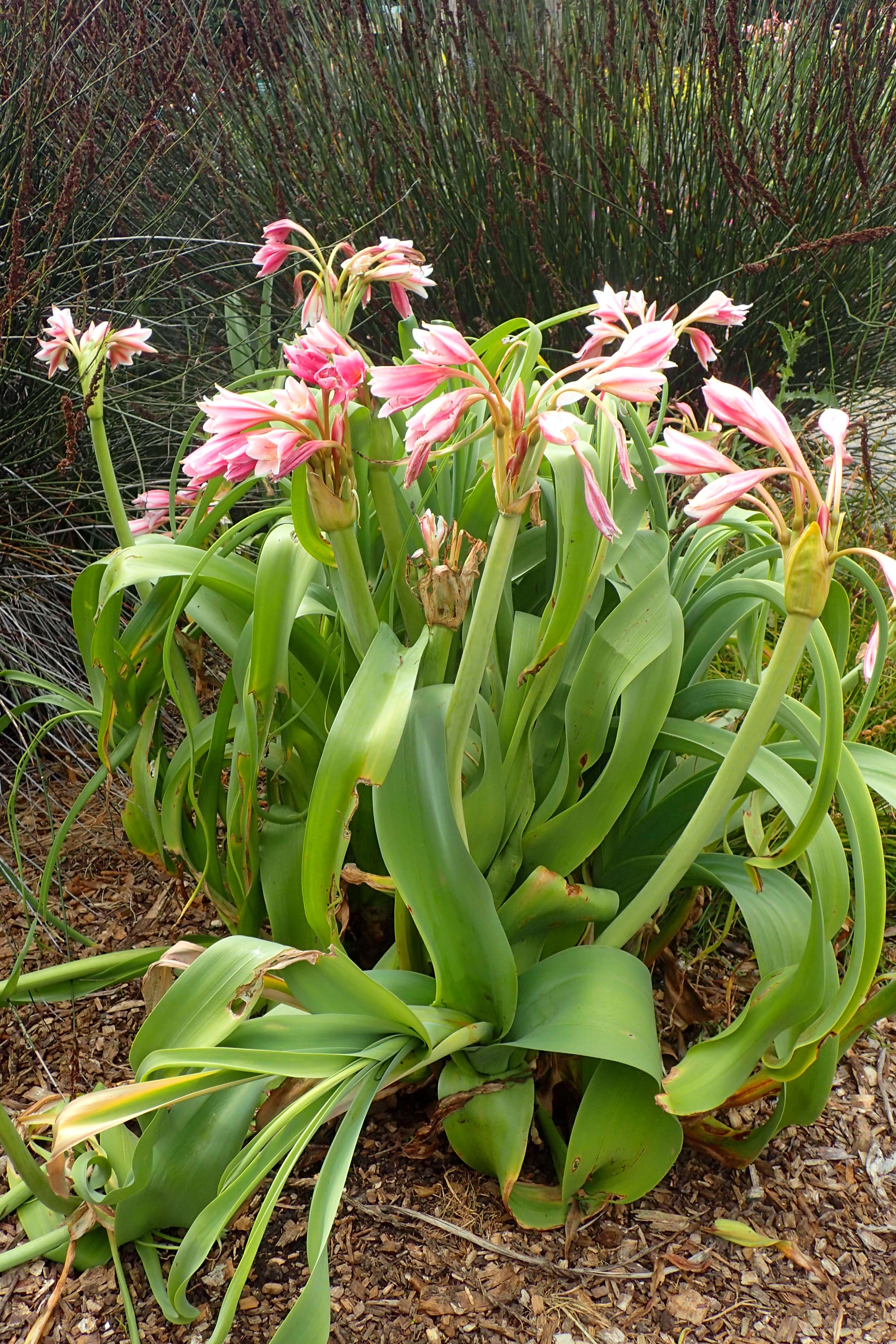 Image de Crinum bulbispermum (Burm. fil.) Milne-Redh. & Schweick.