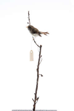 Image of Grey Gerygone