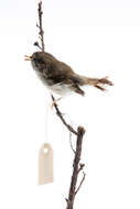 Image of Grey Gerygone