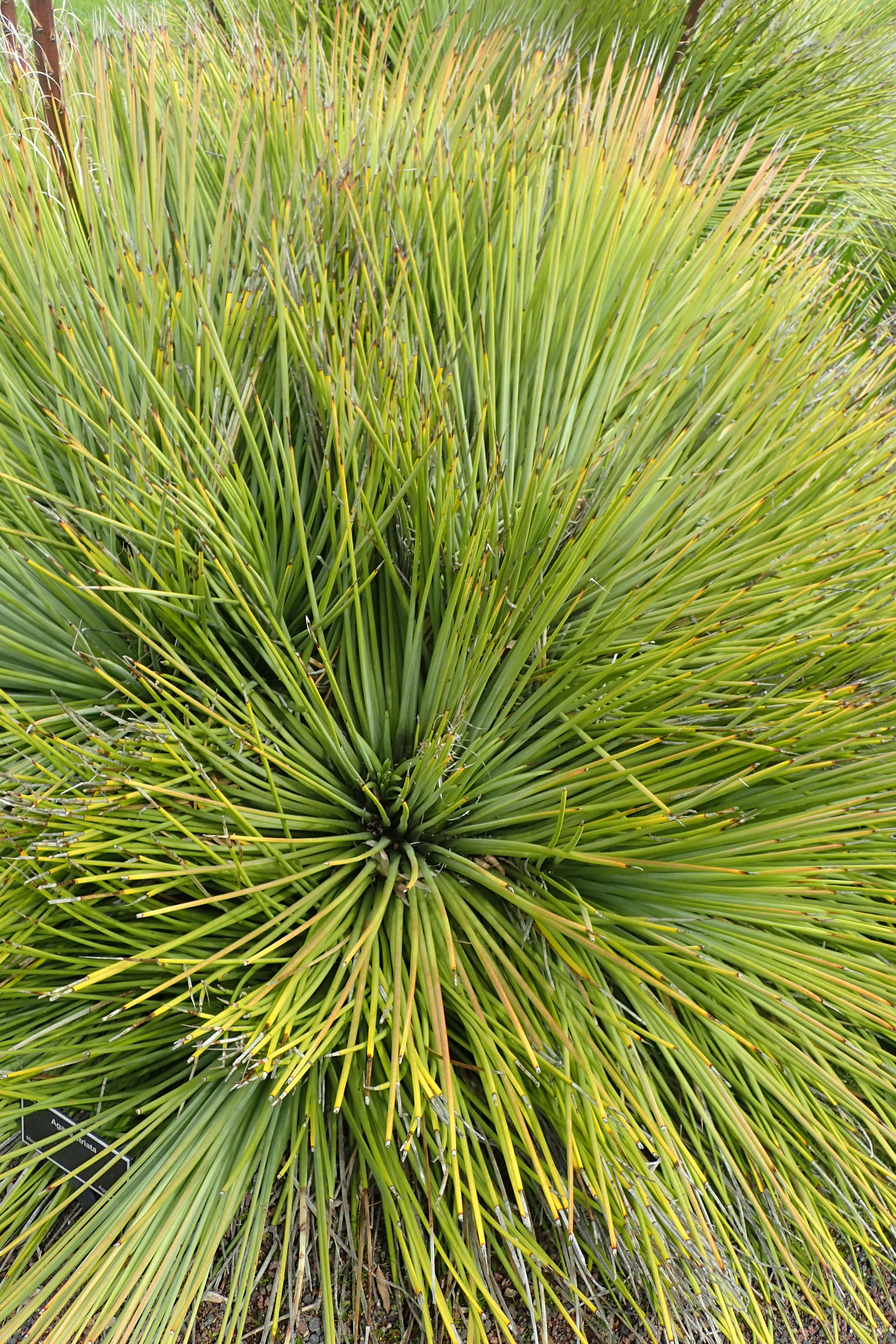 Image of Agave striata Zucc.