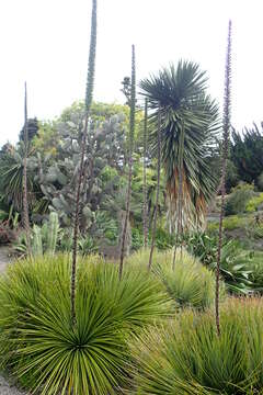 Image of Agave striata Zucc.