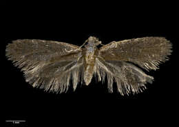 Image of Rhathamictis nocturna