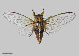 Image of blood redtail cicada