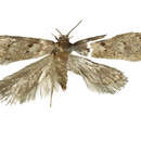 Image of Leptocroca lenita Philpott 1931