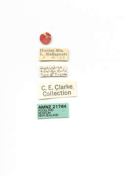 Image of Glyphipterix scintilla Clarke 1926