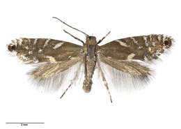 Image of Glyphipterix scintilla Clarke 1926