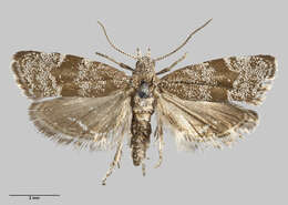 Image of Asterivora fasciata Philpott 1930