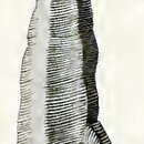 Image of Pseudorhaphitoma axicula Hedley 1922
