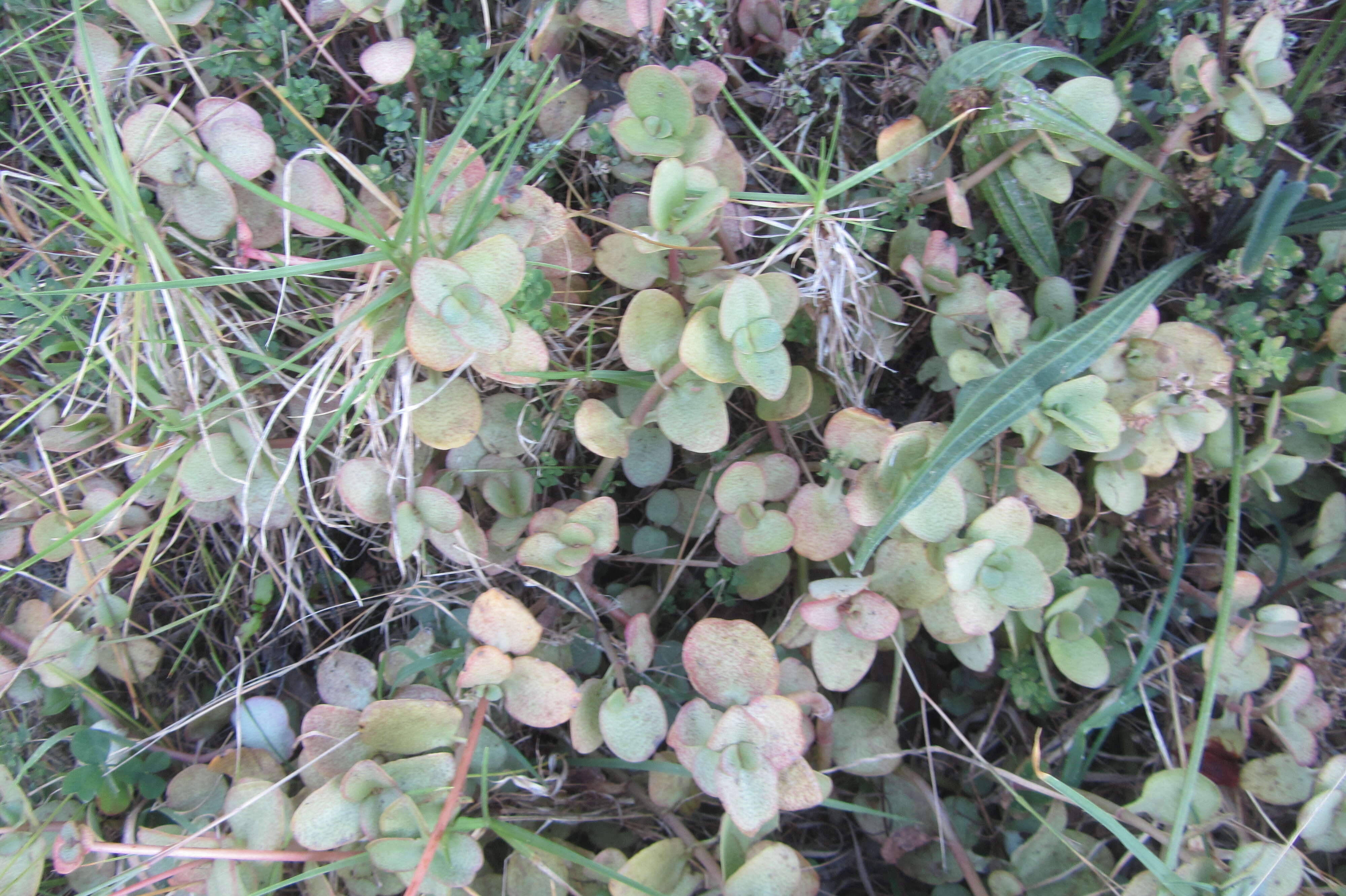 Image of Cape Province pygmyweed