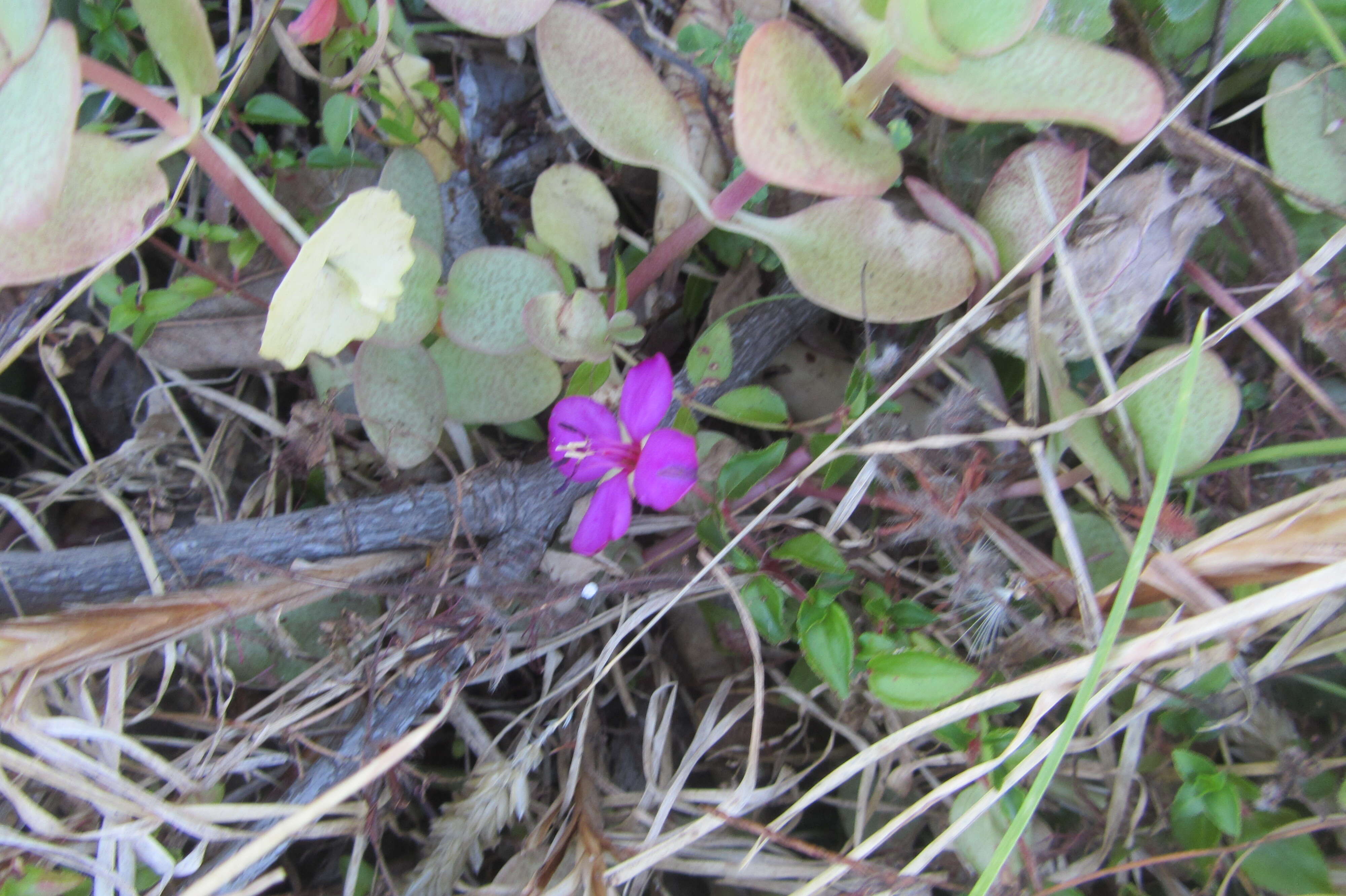 Image of Cape Province pygmyweed