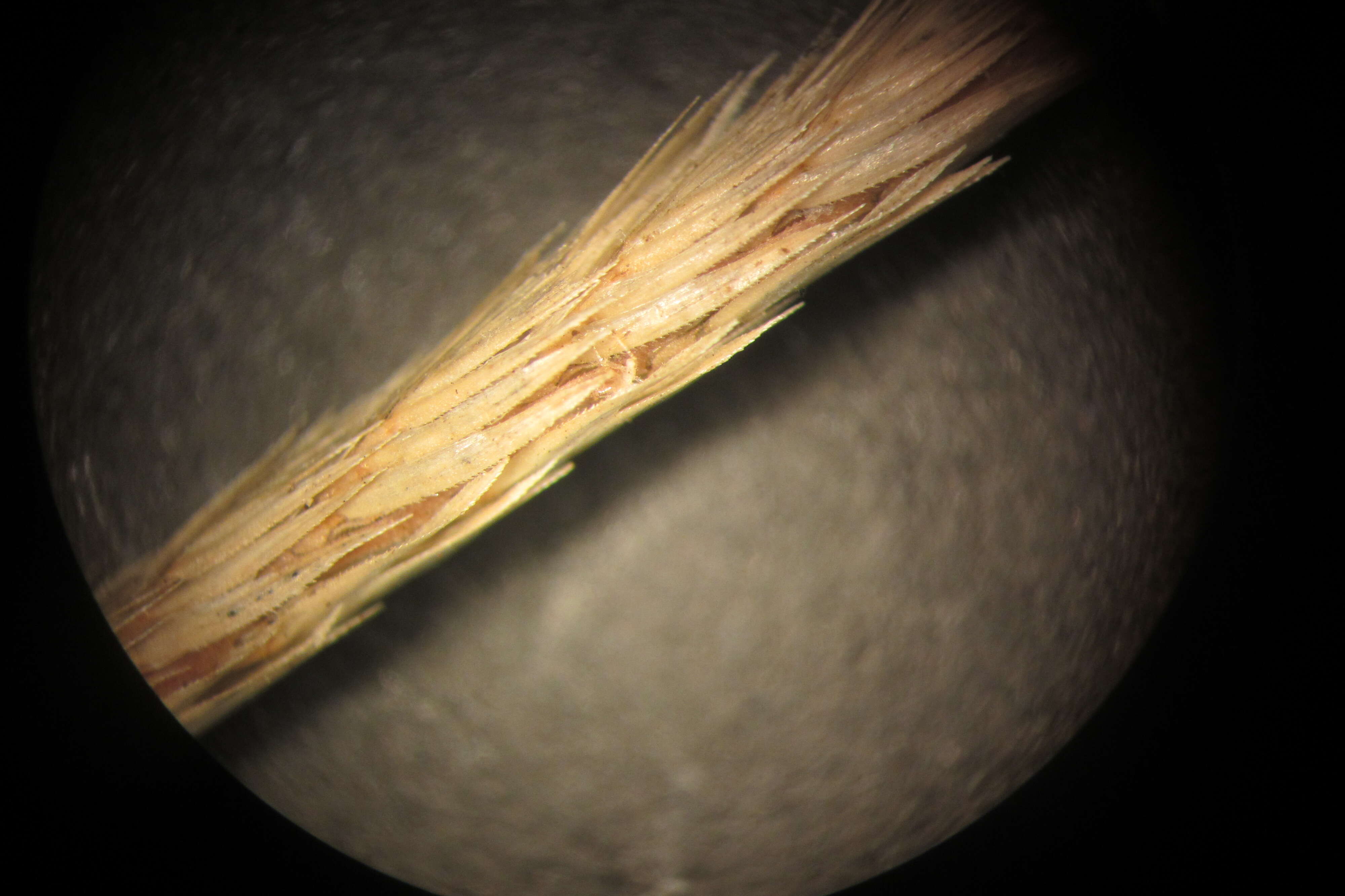 Image of Crested dogstail grass