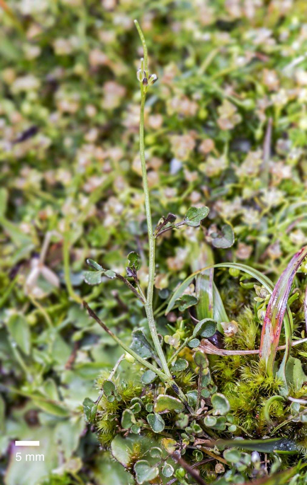 Image of Cardamine corymbosa Hook. fil.