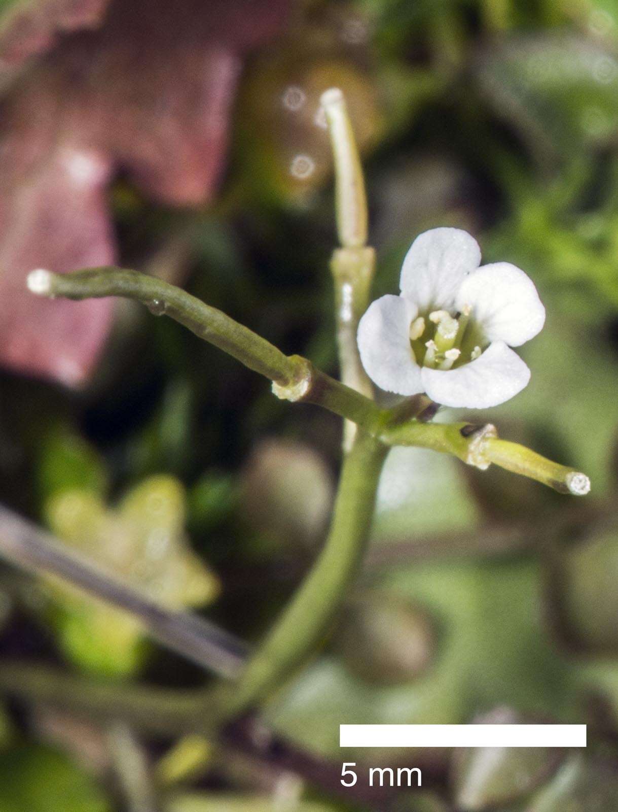 Image of Cardamine corymbosa Hook. fil.