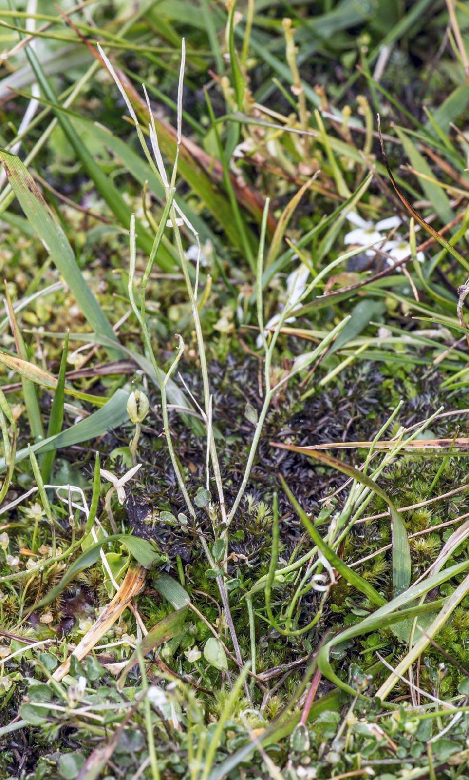 Image of Cardamine corymbosa Hook. fil.