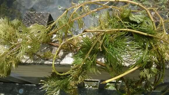 Image of Carolina fanwort