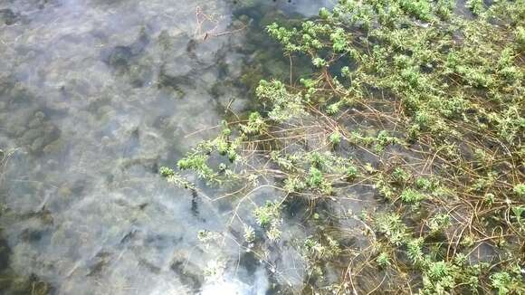 Image of Carolina fanwort