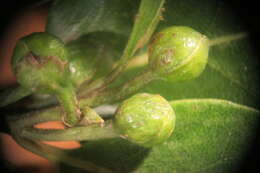 Image of Litsea calicaris (A. Cunn.) Benth. & Hook. fil. ex Kirk