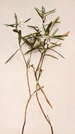 Image of bog rosemary