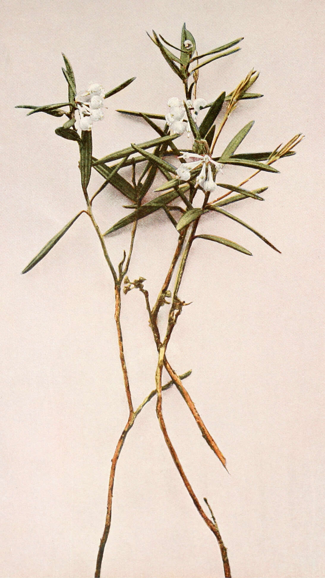 Image of bog rosemary