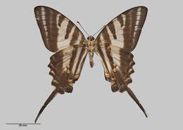 Image of Protographium leosthenes (Doubleday 1846)