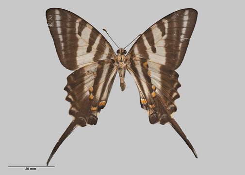 Image of Protographium leosthenes (Doubleday 1846)