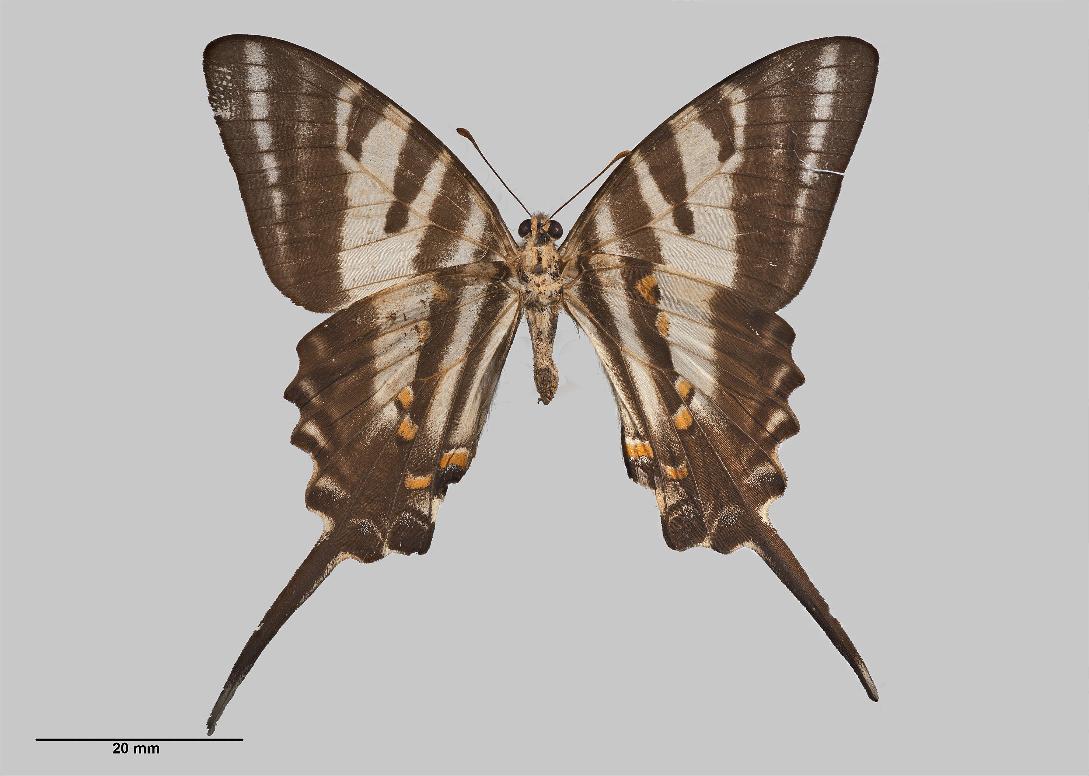 Image of Protographium leosthenes (Doubleday 1846)