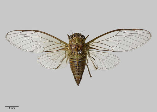 Image of lesser bronze cicada