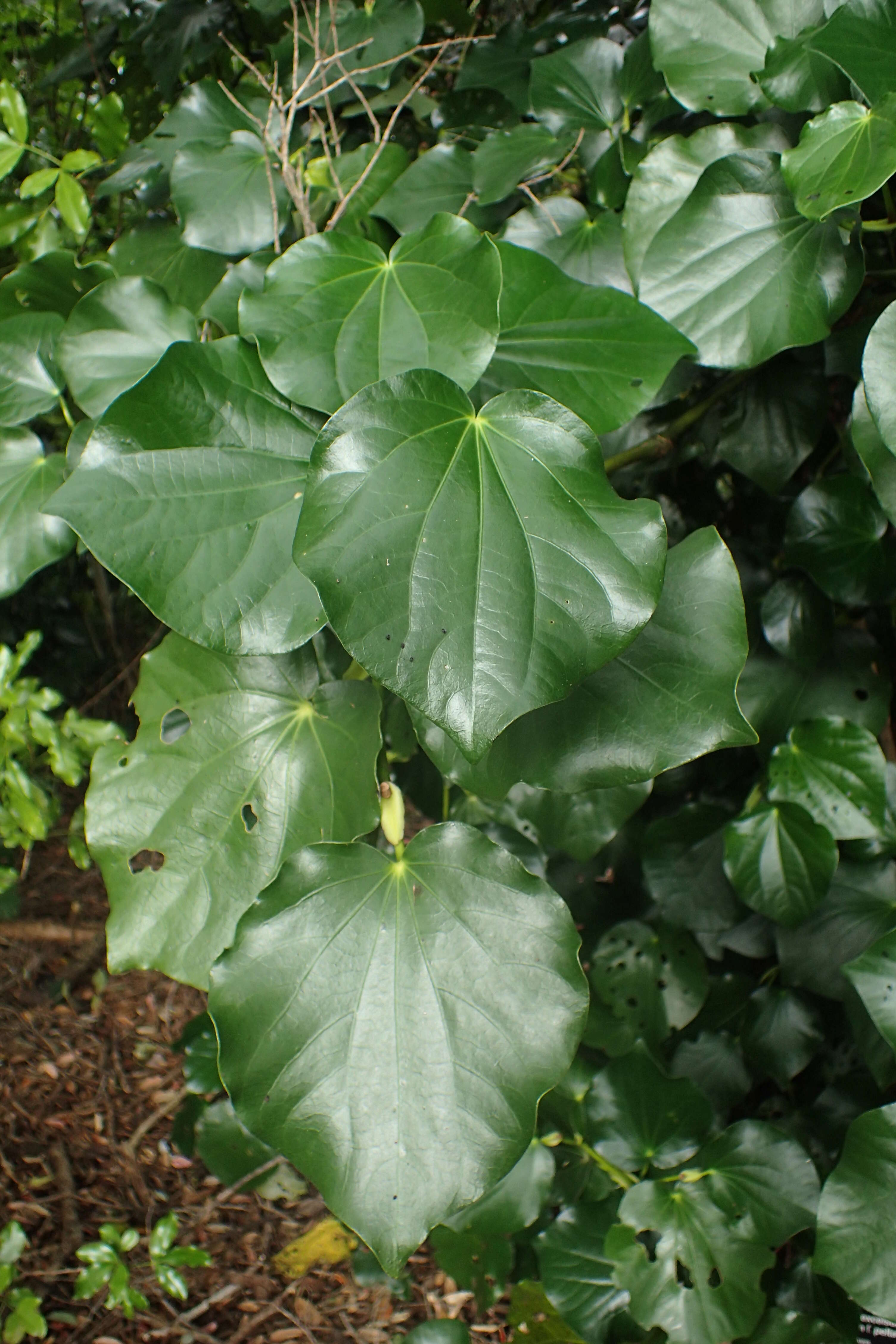 Macropiper excelsum (Forst. fil.) Miq. resmi