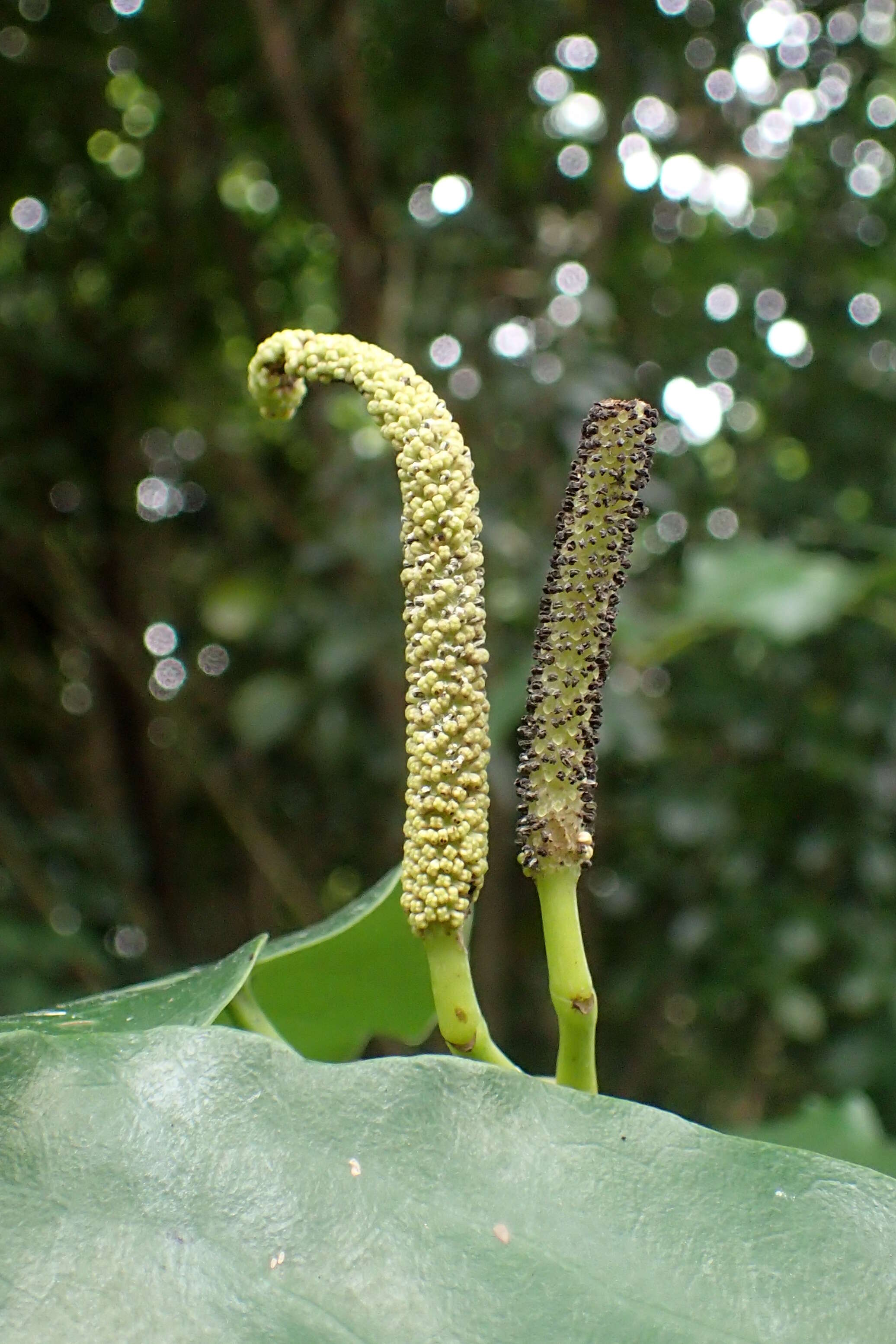 Macropiper excelsum (Forst. fil.) Miq. resmi