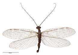 Image of New Zealand dobsonfly