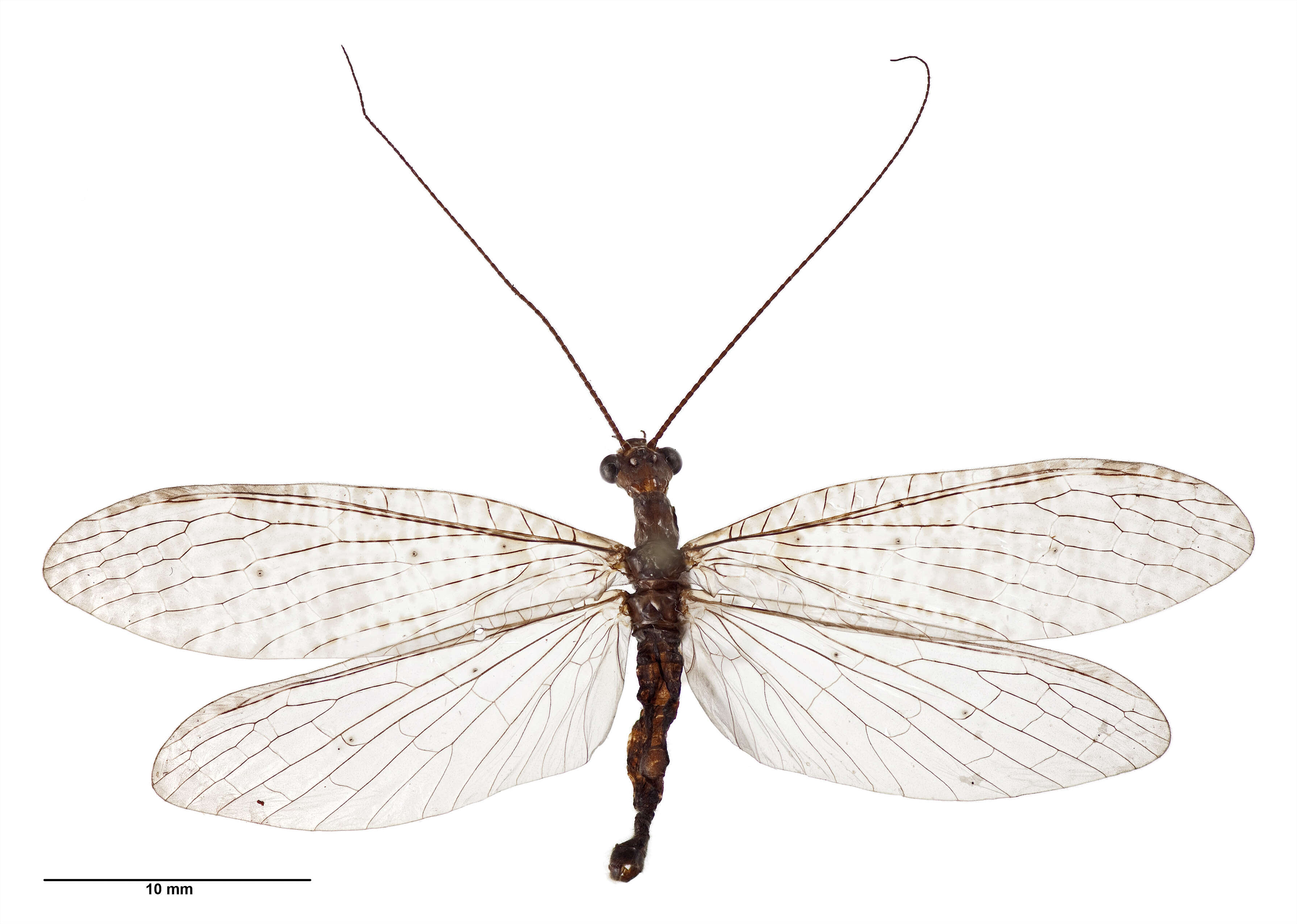 Image of New Zealand dobsonfly