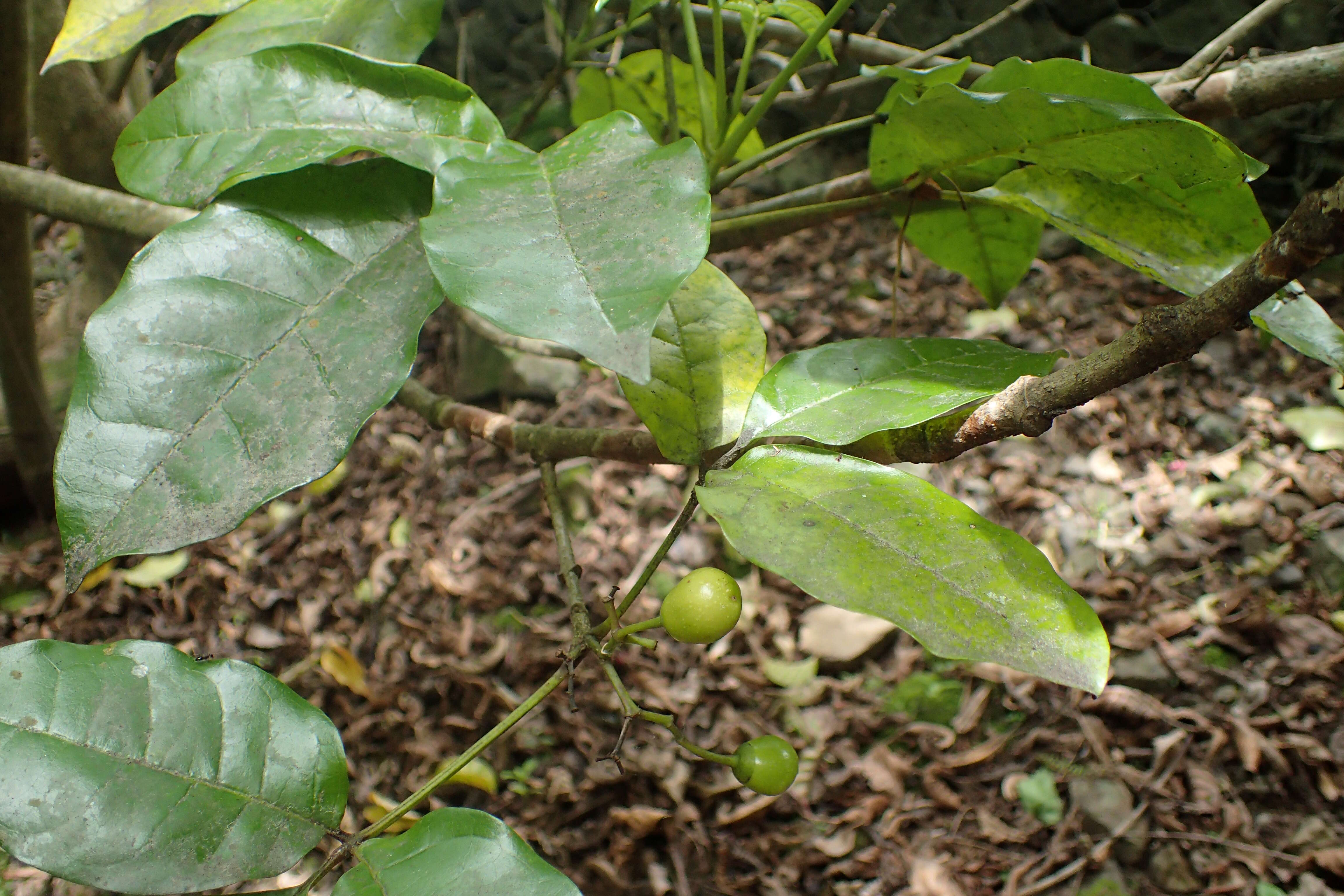 Image of Vitex lucens Kirk