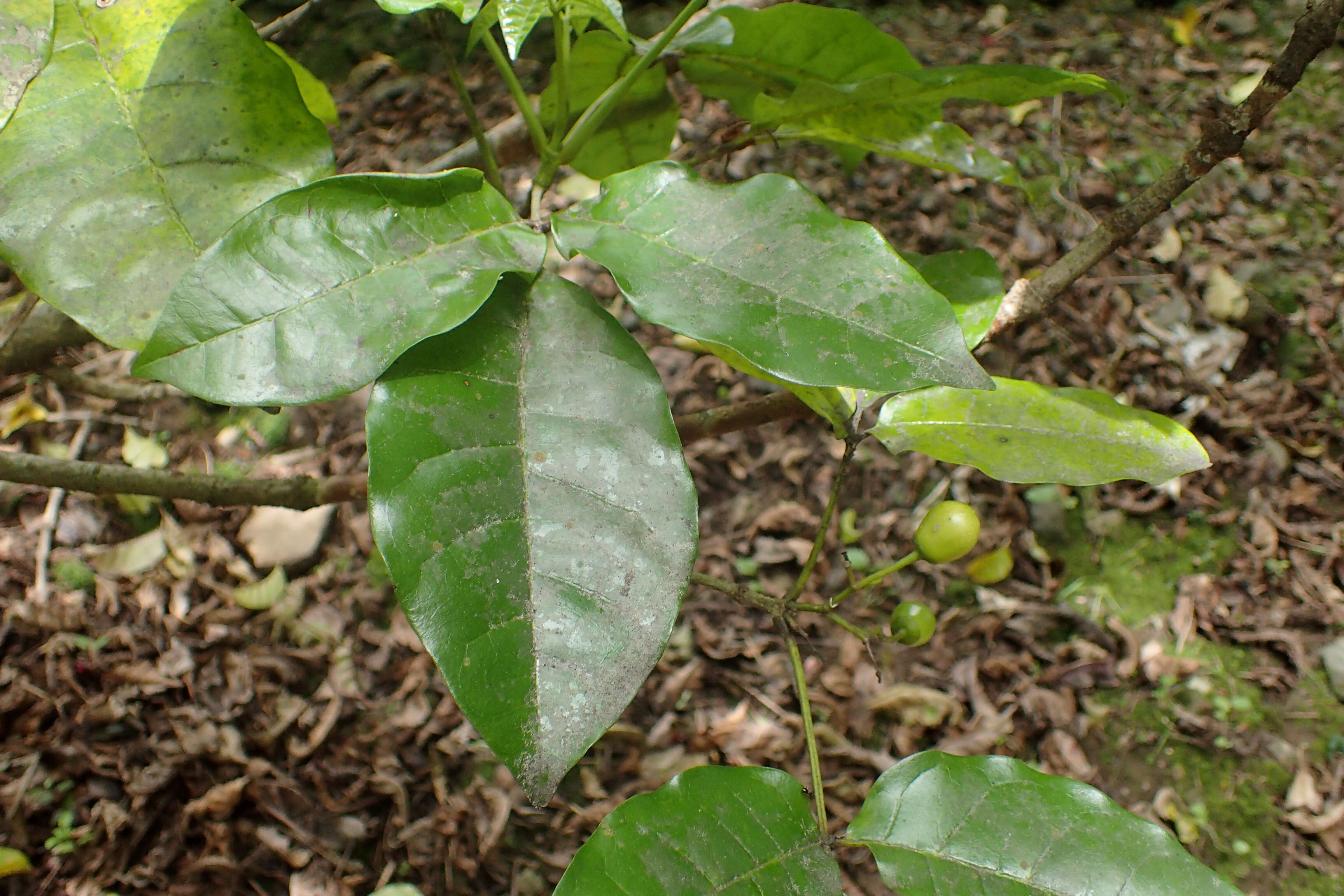 Imagem de Vitex lucens Kirk