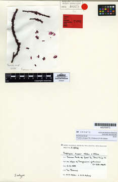 Image of Sargassum johnsonii V. J. Chapman 1961