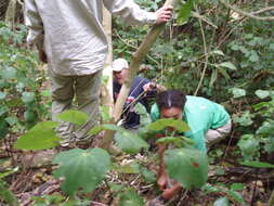 Image of earleaf nightshade