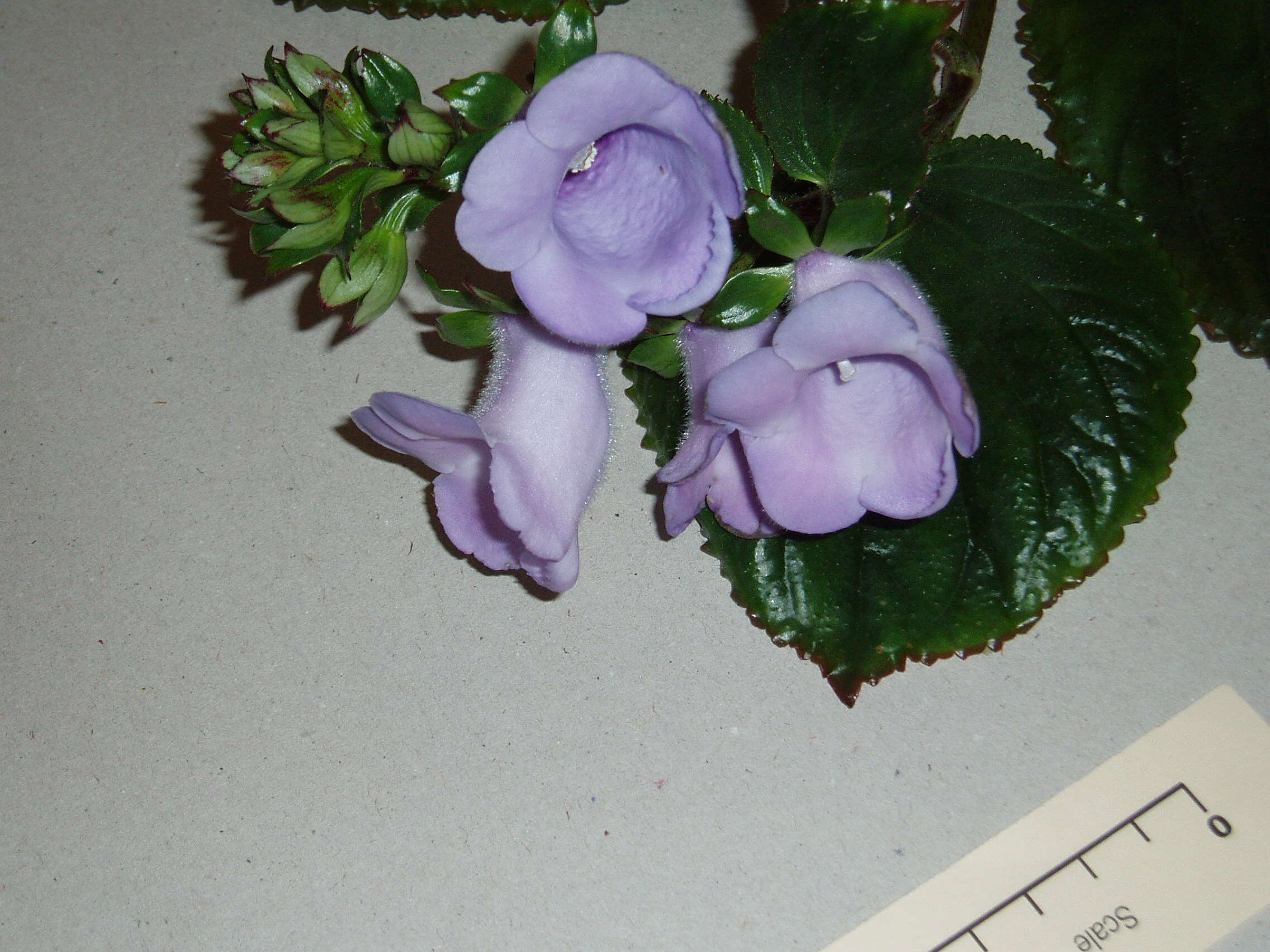 Image of Canterbury bells