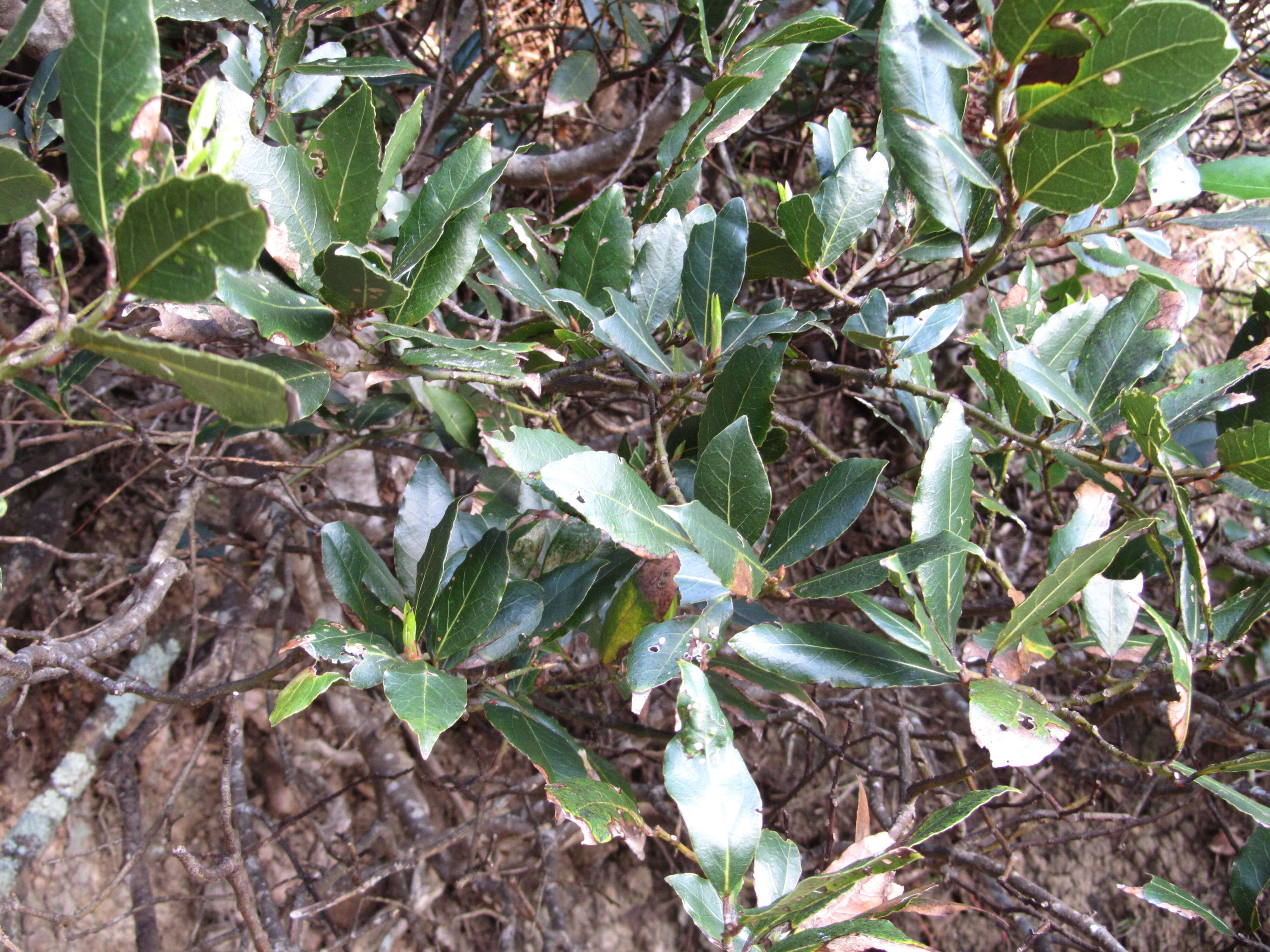 Image of Laurus Nobilis