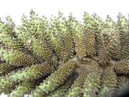 Image of Chilean gunnera