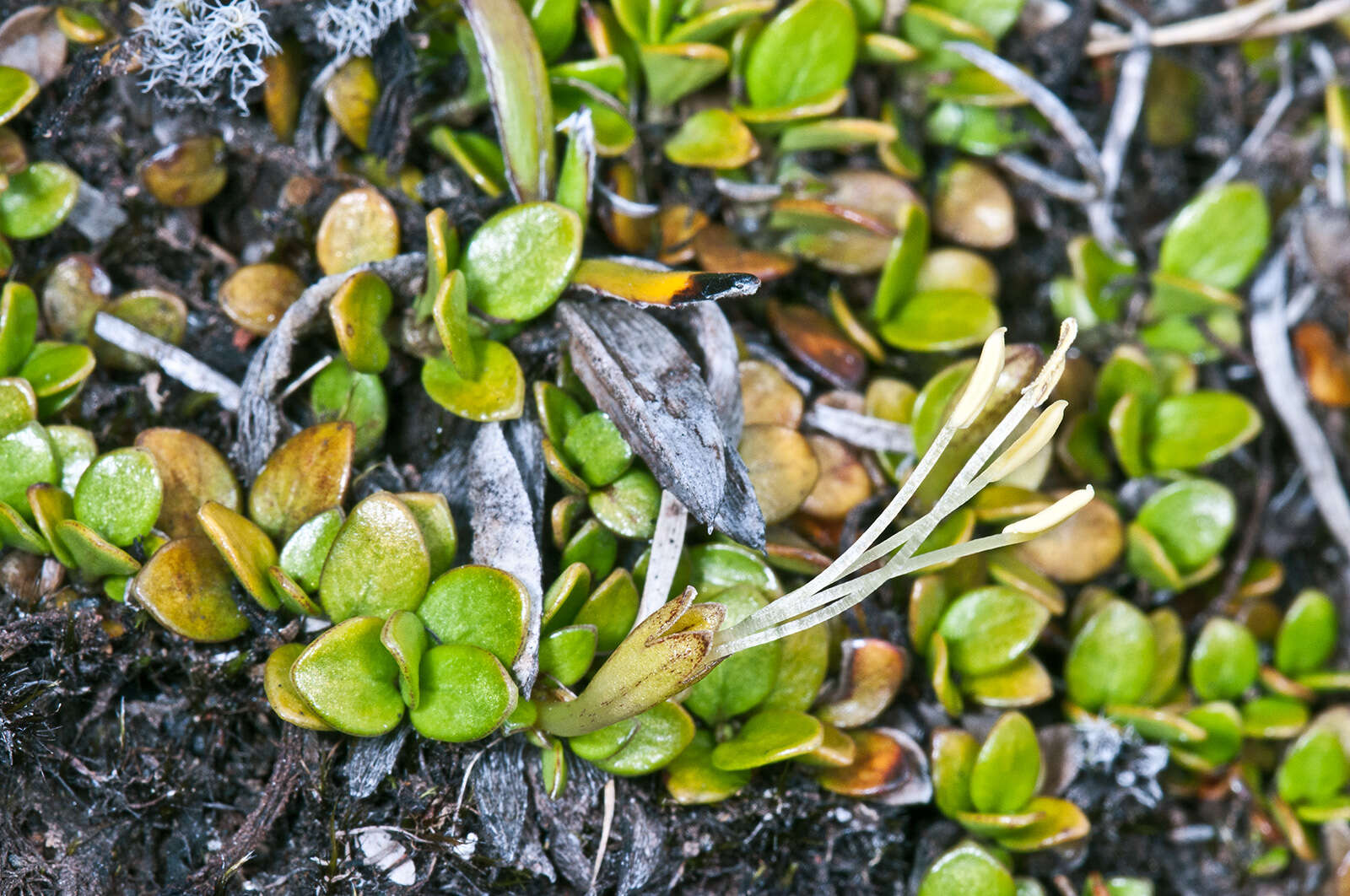 Image of Coprosma perpusilla Colenso