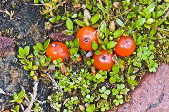 Image of Coprosma perpusilla Colenso