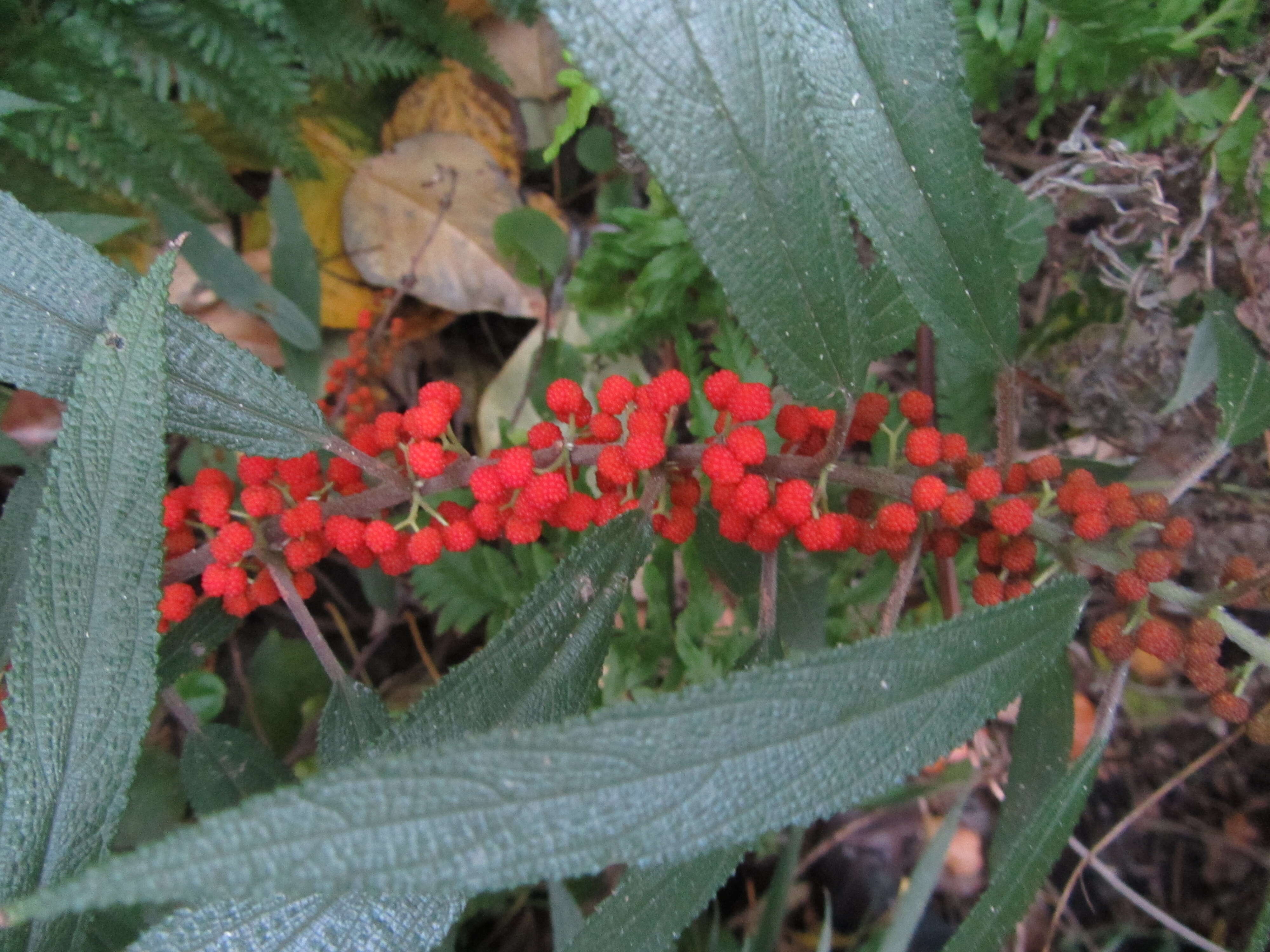 Imagem de Debregeasia longifolia (Burm. fil.) Wedd.