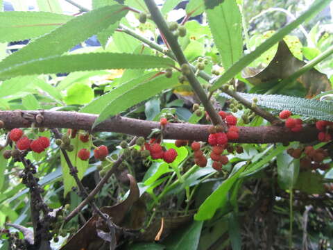 Imagem de Debregeasia longifolia (Burm. fil.) Wedd.