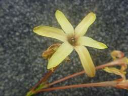 Image of Ixia paniculata D. Delaroche