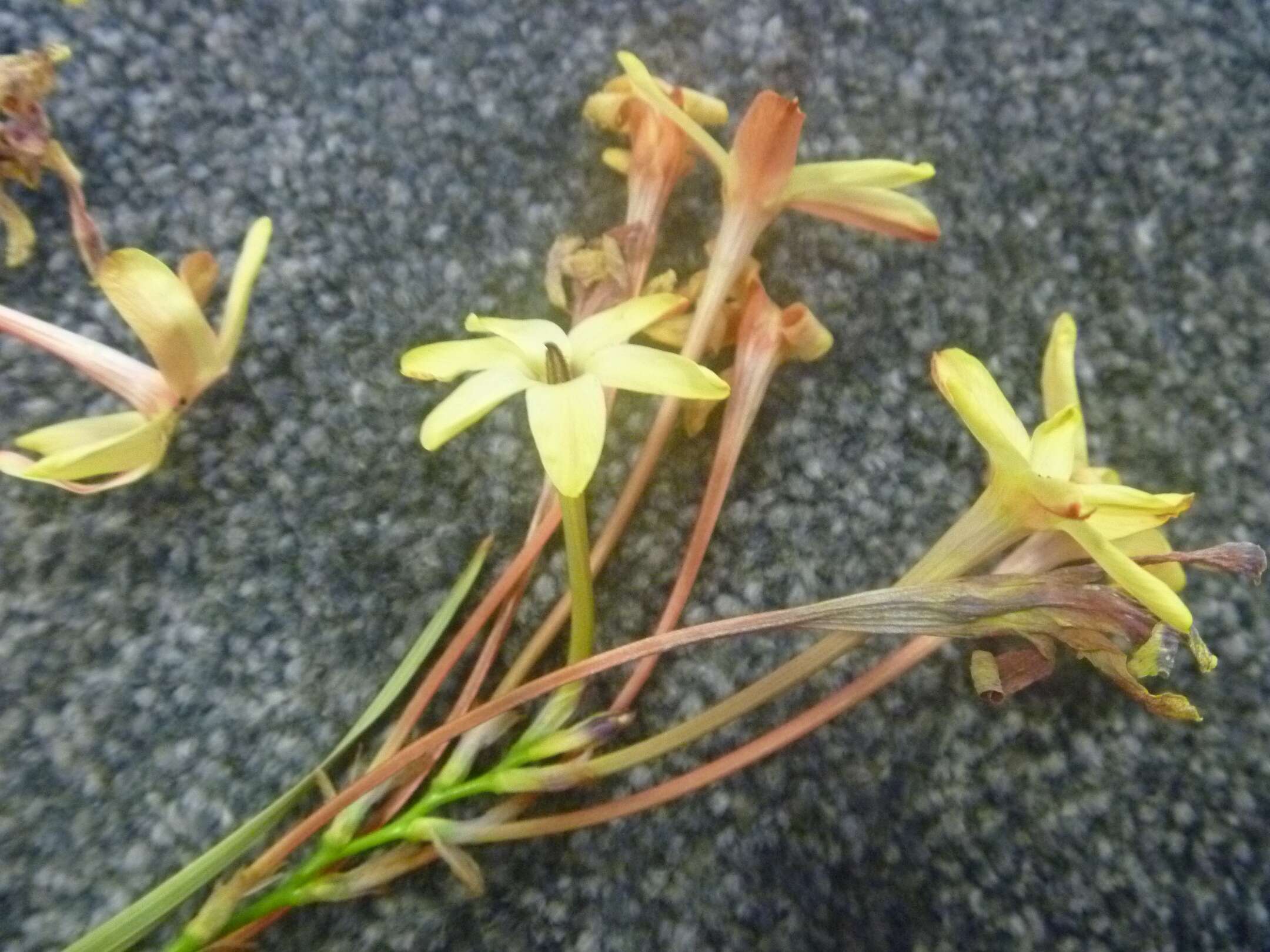 Image of Ixia paniculata D. Delaroche