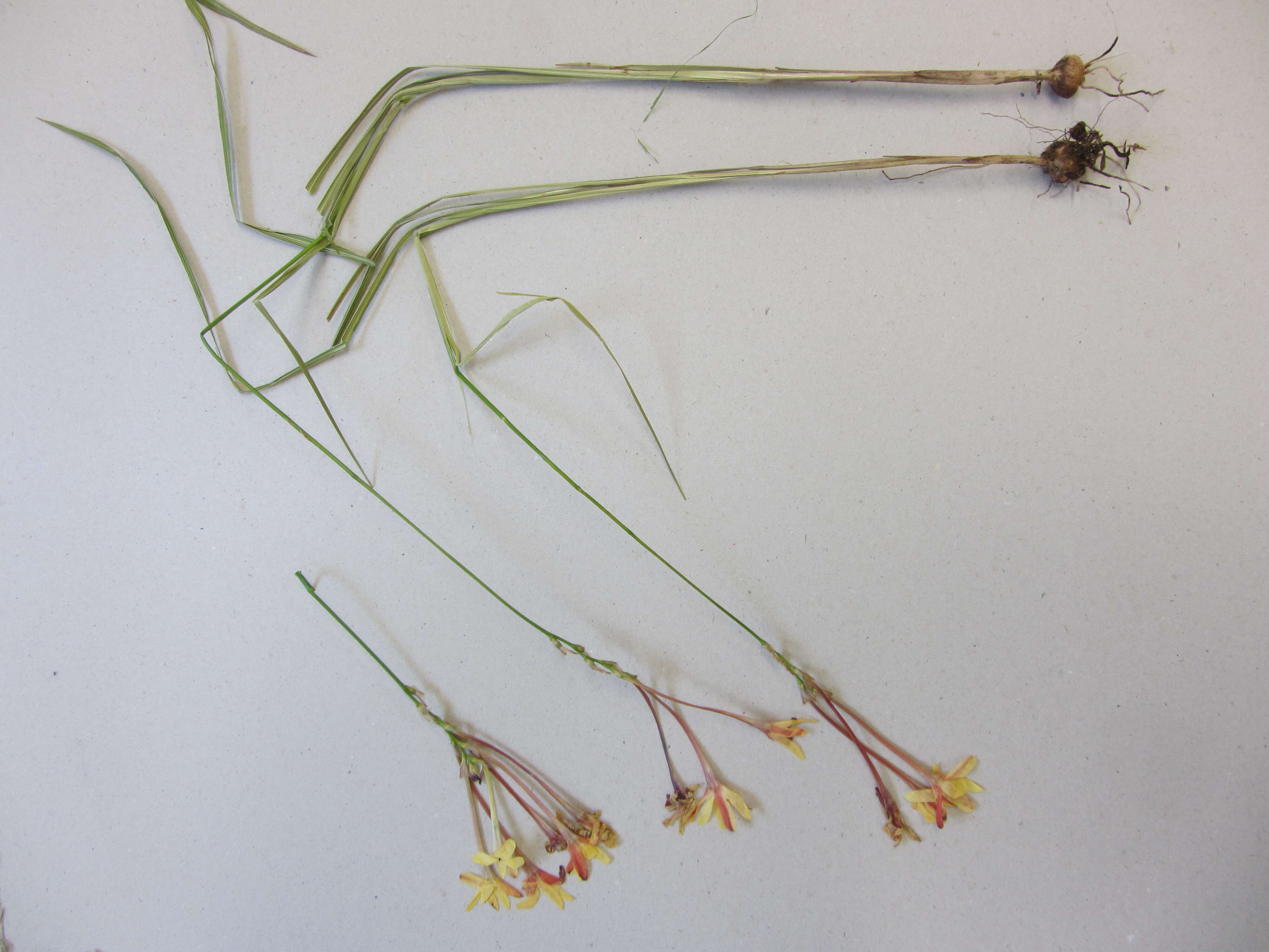 Image of Ixia paniculata D. Delaroche