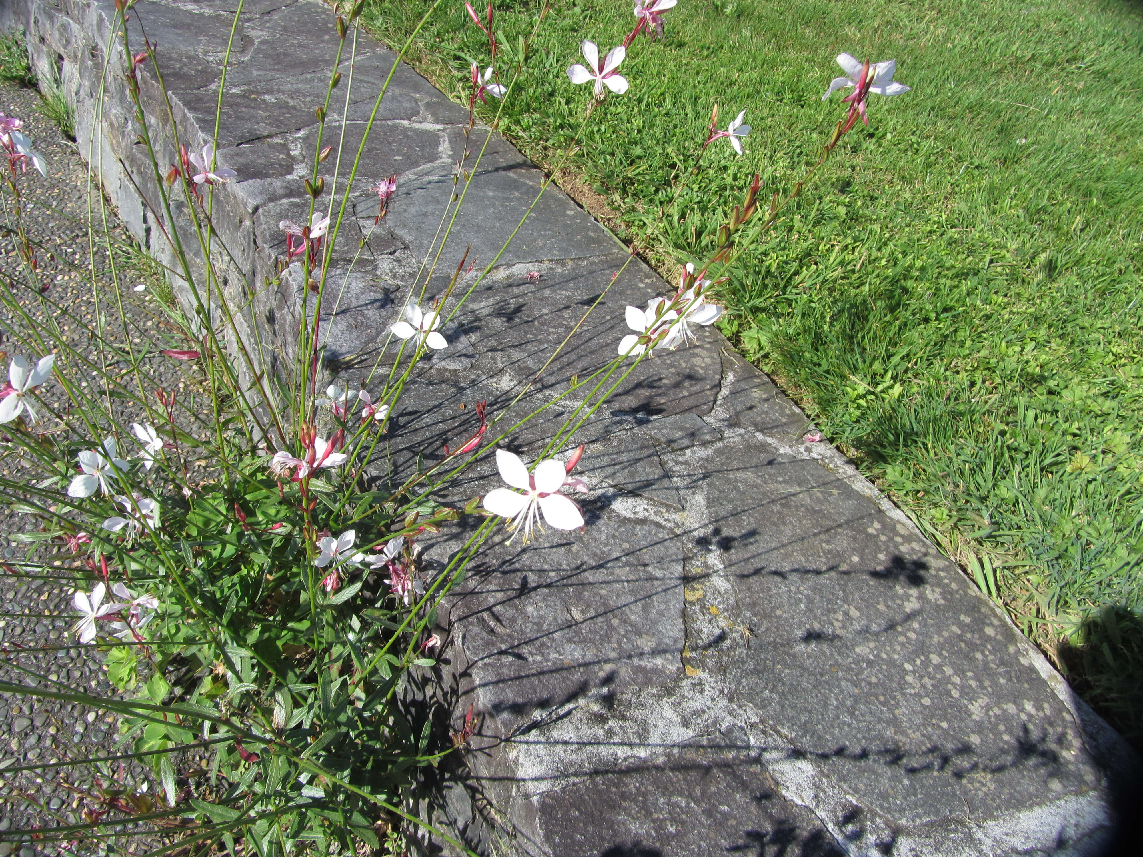 Image of Lindheimer's beeblossom